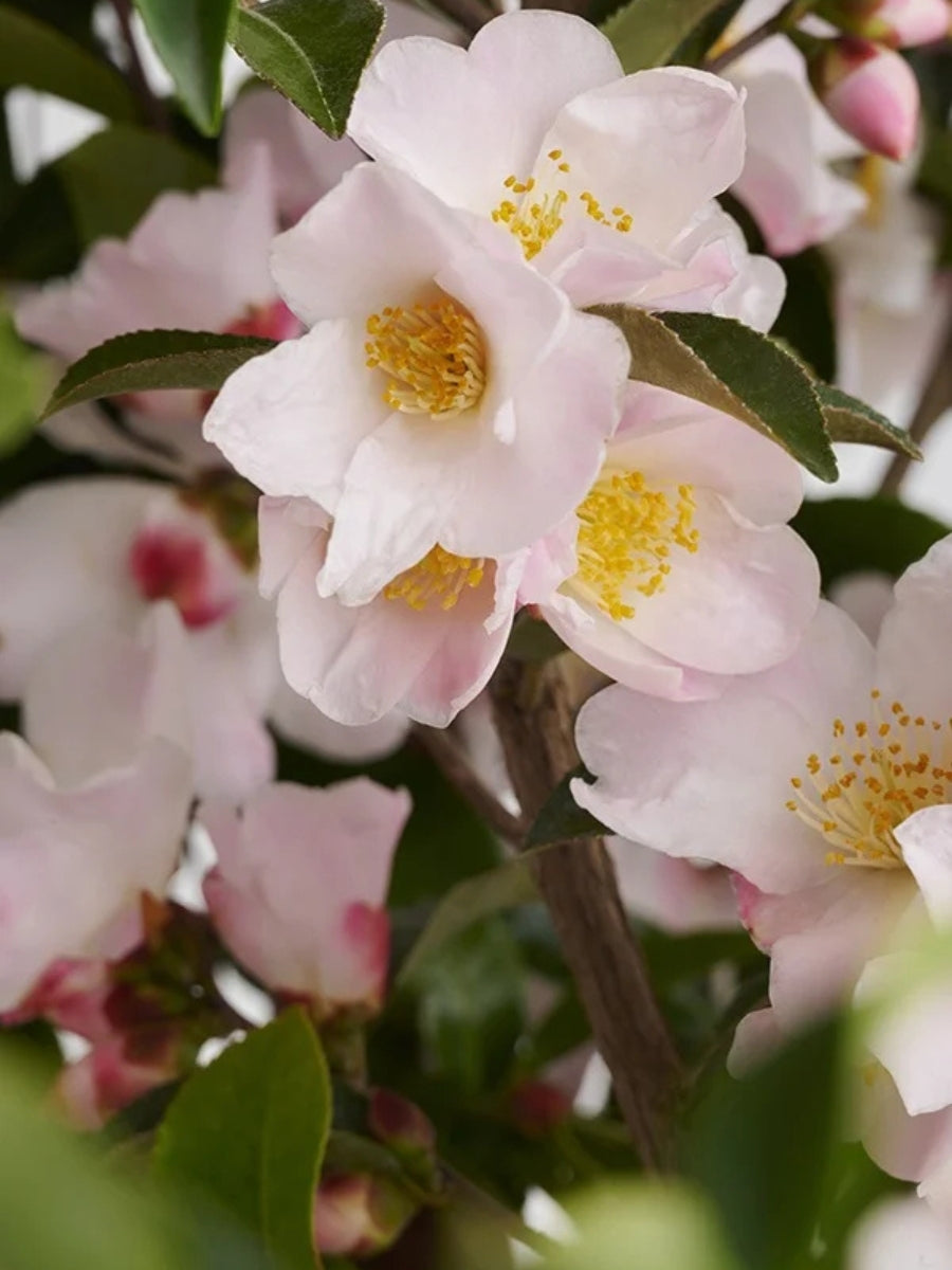 Camellia 'Fairy Blush' S5G